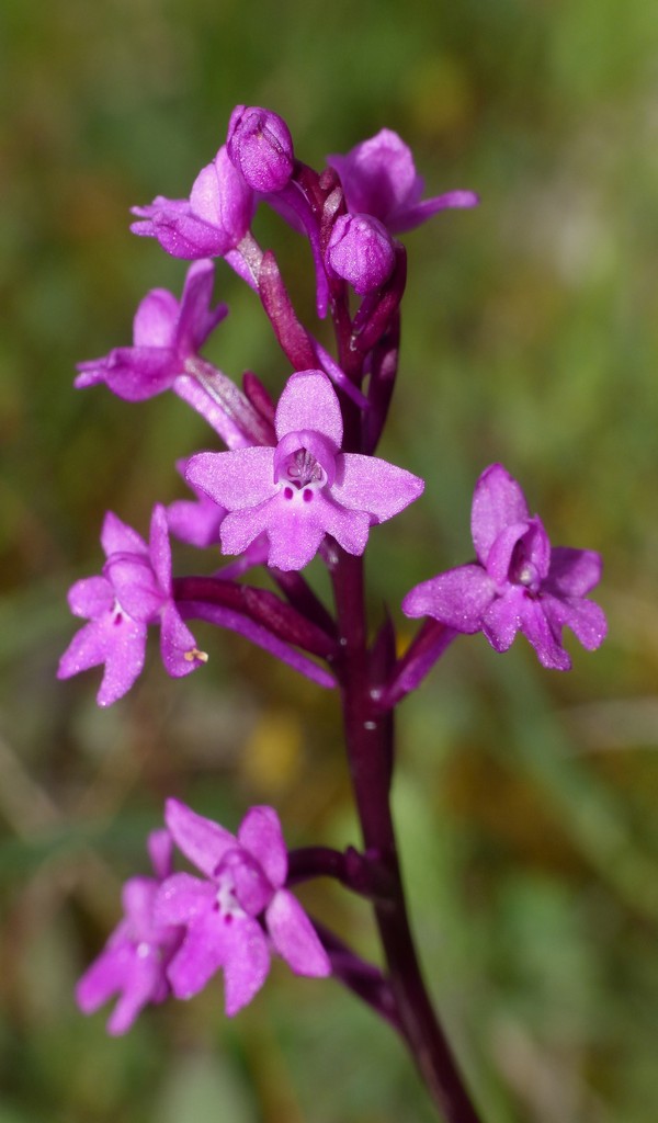 O.pauciflora, O.provincialis, O.quadripunctata, O.xcolemanii, 4 belle Orchis.